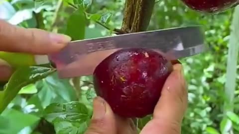 Amazing Fruit, Must watch