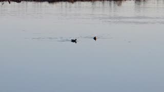 Ducks hanging out