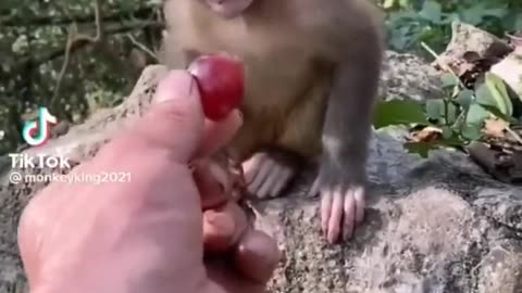 Must See Cute Animals Video