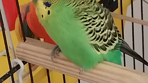 Australian perakeet pet