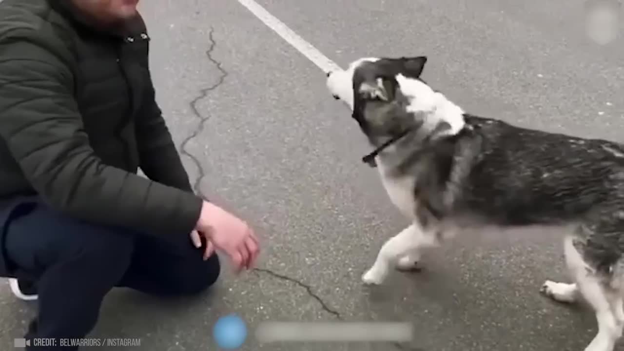 Animals Reunited With Owner After Years !-6