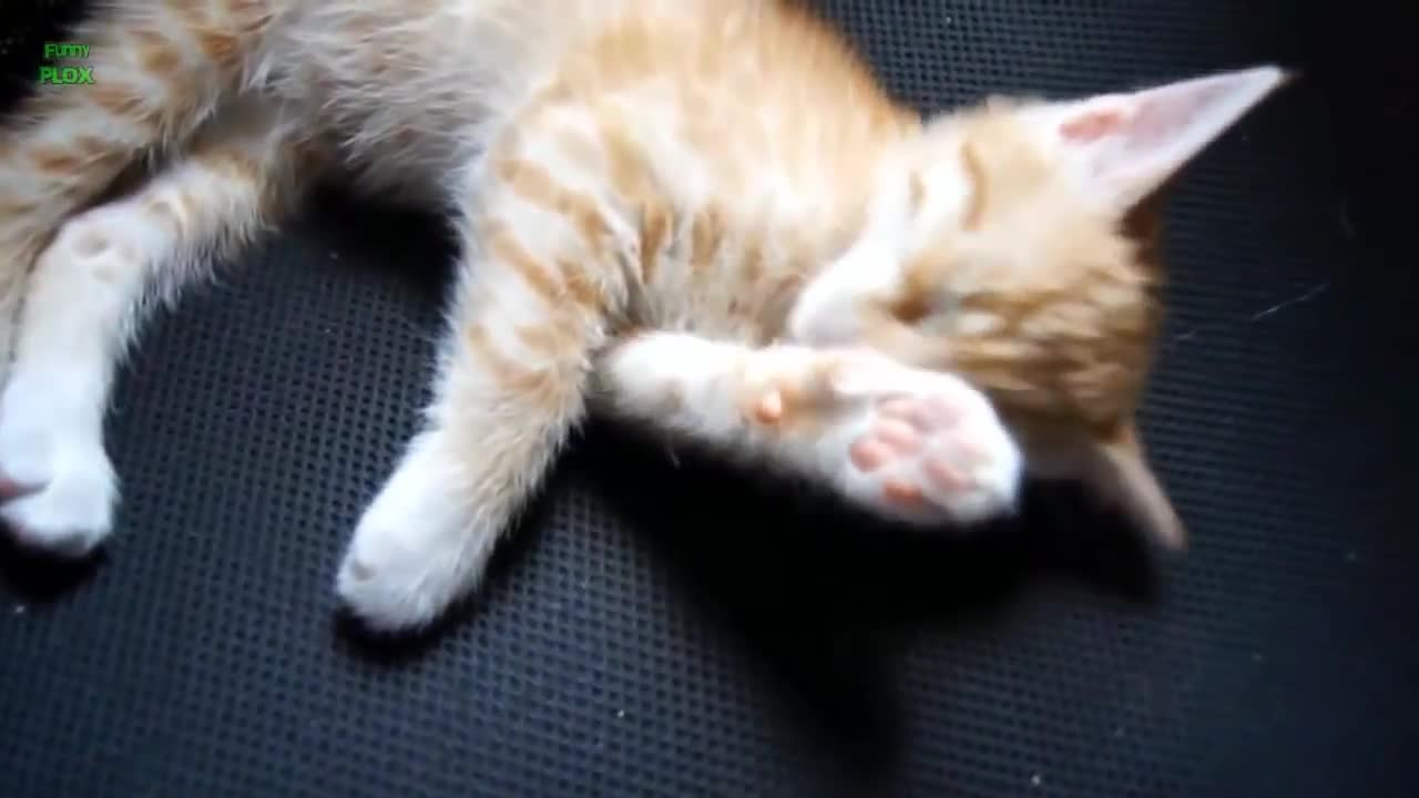 Funny cat meowing sounds... lovely 😍..