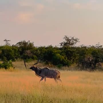 Watching Majestic Kudu Bull. #Amazing#animals #wildlife#nature