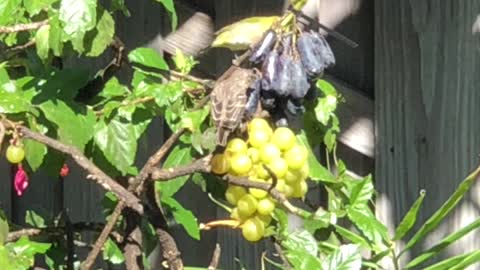 Happy Japanese White Eye’s (Mejiro)