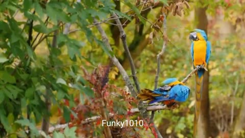 Amazing Scene of Wild Animals