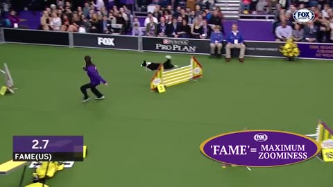 the best WKC Dog Show moments to celebrate National Puppy Day..