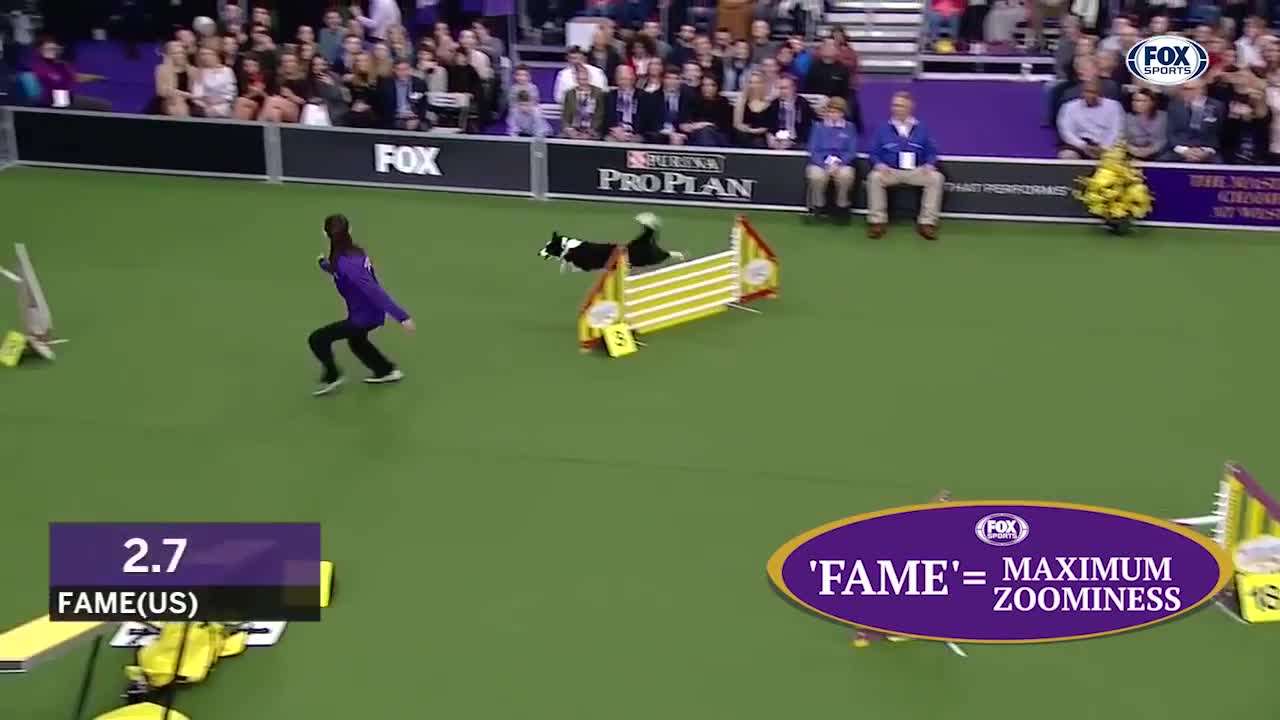 the best WKC Dog Show moments to celebrate National Puppy Day..