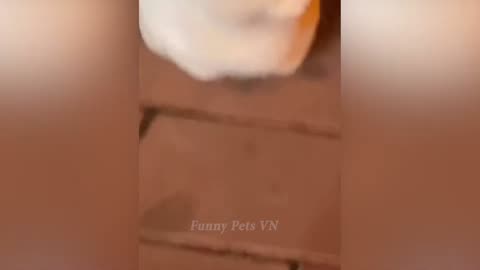 Funny animals