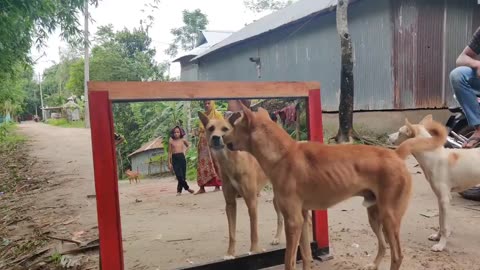 Dog Funny video