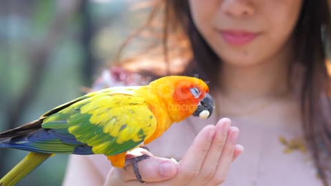 Woman Feeding animal bird with smiling