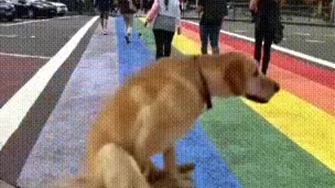 LGBT Good Dog