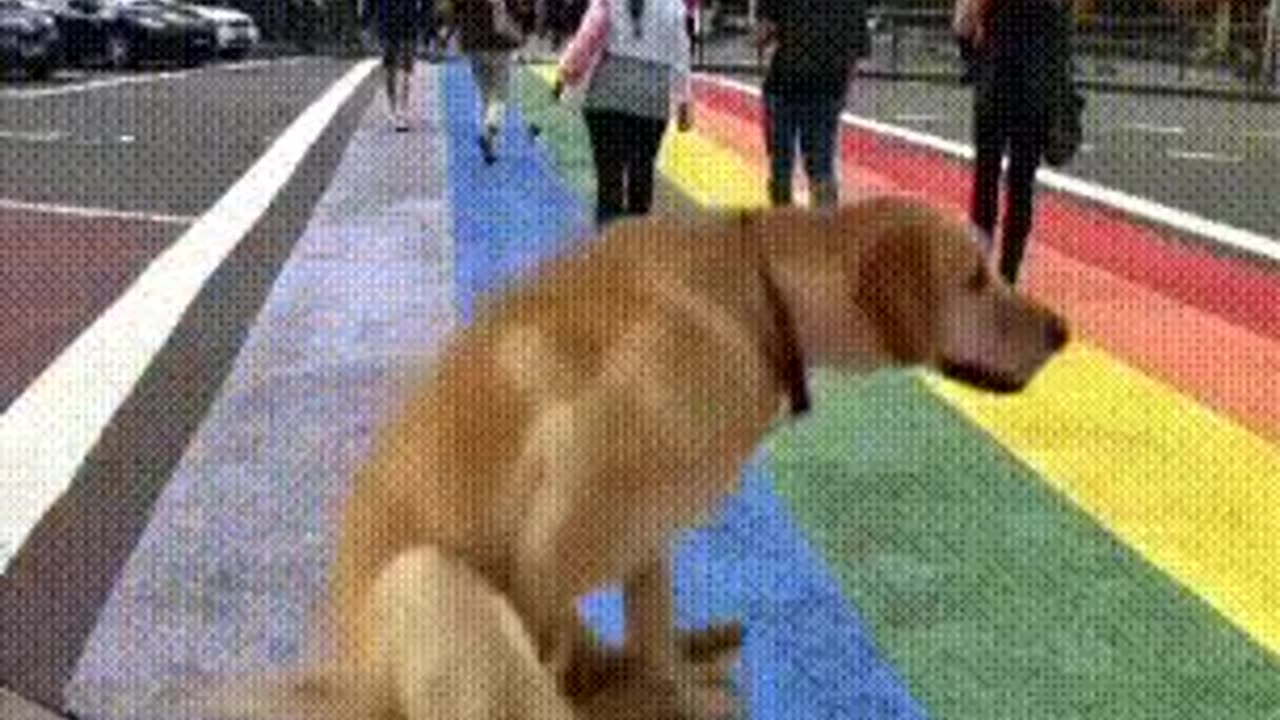 LGBT Good Dog