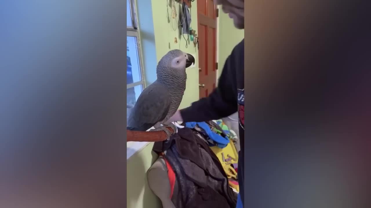 FUNNY AND CUTE PARROTS - ❤️🦜✂️❤️🐶