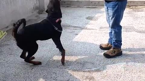 Amazing dog training video