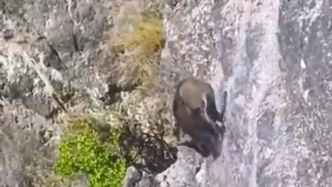 Amazing animal in Ukraine