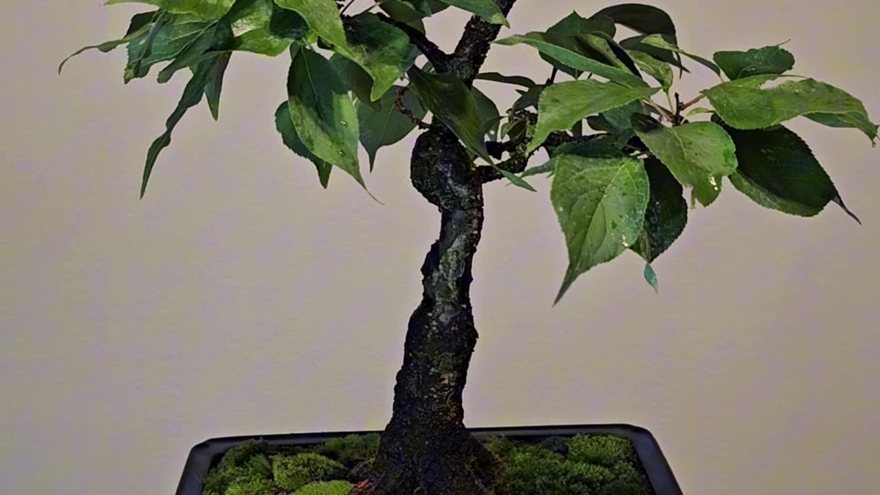 How to moss up a Bonsaiđź’š