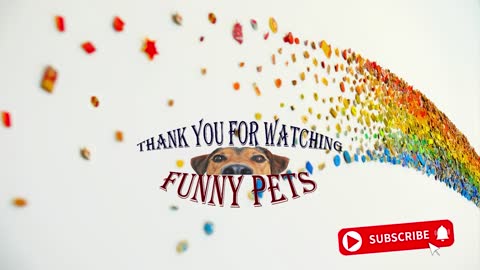 Funny animal videos