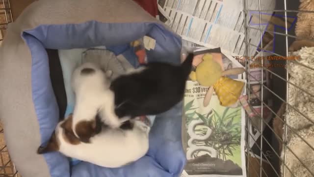 so cute puppies <3 i love them!!