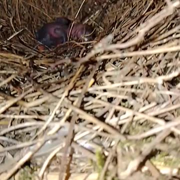 Little bird 🕊️🕊️🕊️