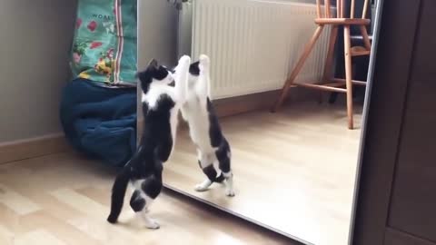 Funny cat and mirror