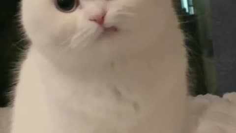 Disapointed cat