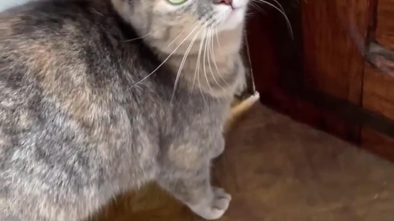 Sounds that attract cats
