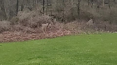 Having fun with Bambie in the backyard