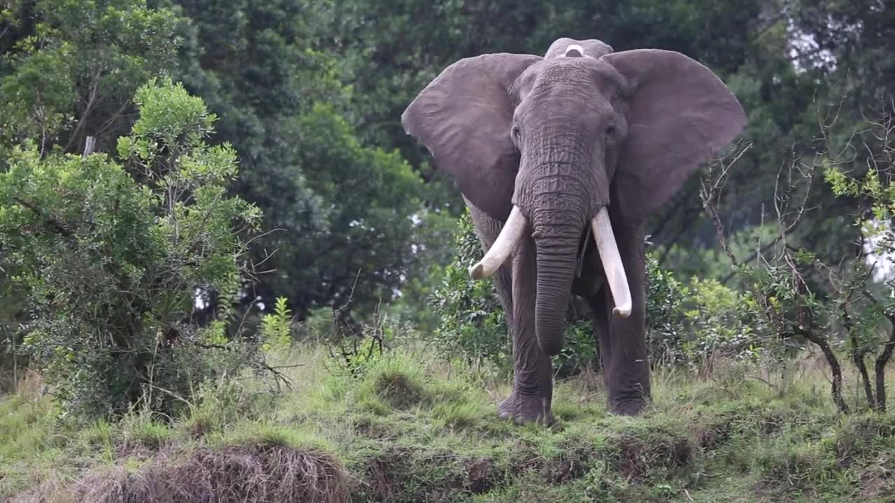 AN OLD COLLARED JUMBO