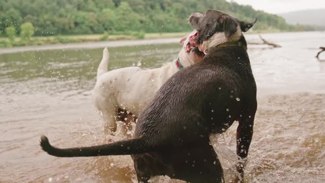 Dog 🐶🐶