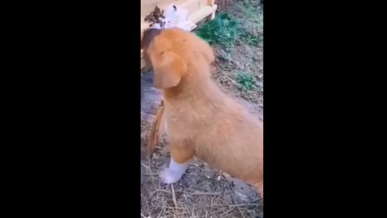 Cute and Funny Animal Videos | Animal Fails | Animal world