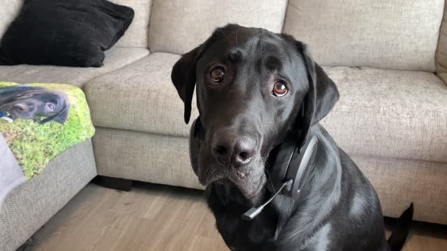 LABRADOR TRIES IN N OUT BURGER FOR THE FIRST TIME!!