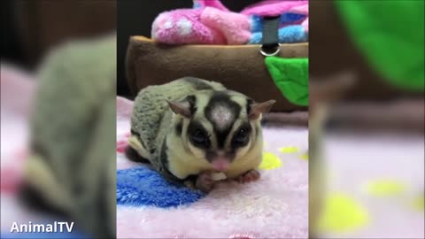 Cute Animals Sugar Gliders Adorable