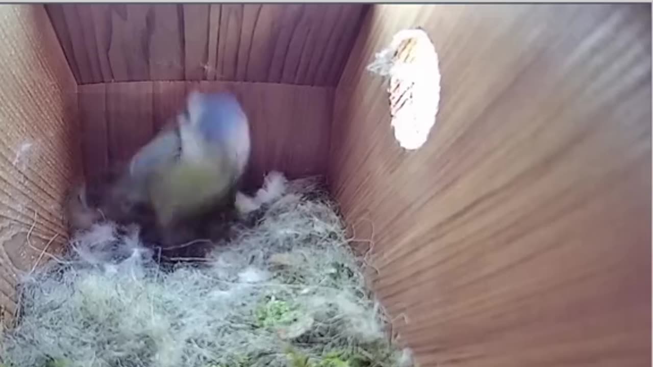 The Miracle of Nature An Empty Nest Turns into a Home for a New Egg in Record Time