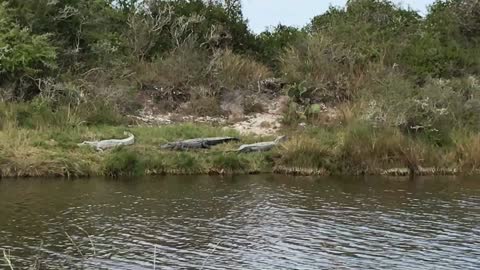 Alligator Hike