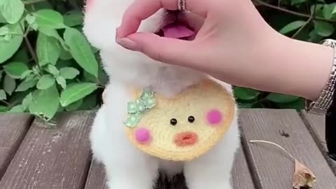 Top Funny Cute Dog Videos and TIKTOK Compilation