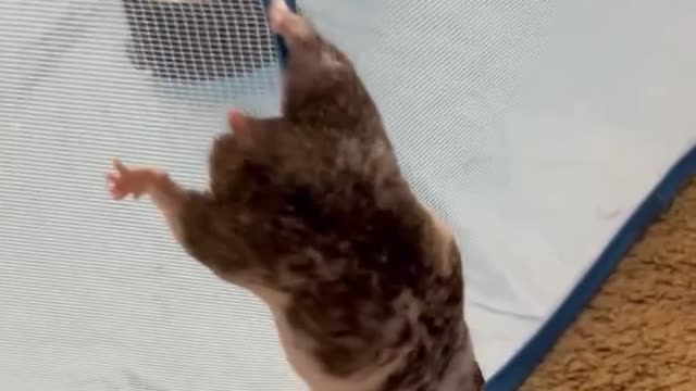 Funny and cute hamster