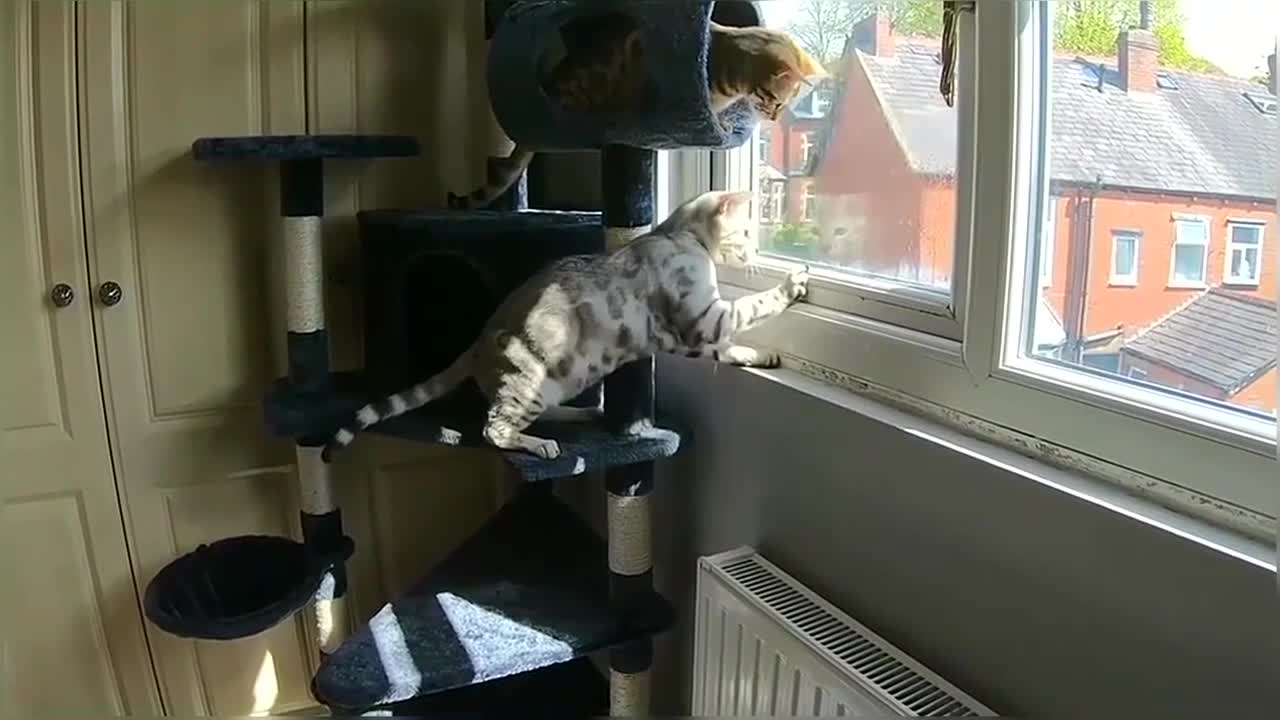 Bengal Kittens Vs Wasp