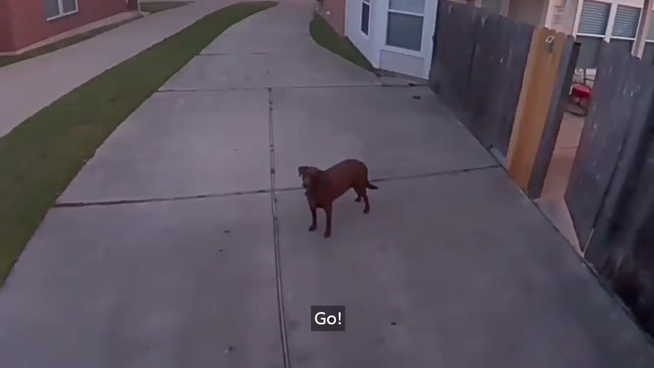 Owner Tells Dog To Go Back Inside Via Spotlight Cam