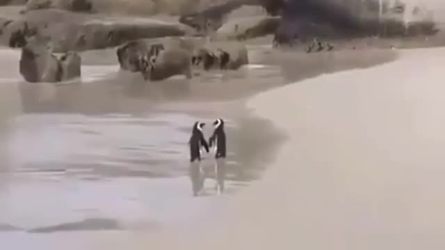 Pinguins na praia.