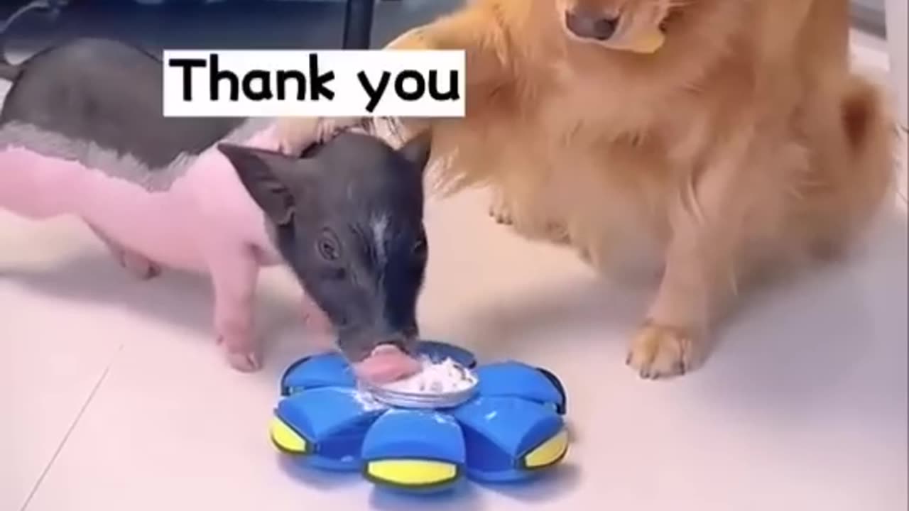 This is a Very Clever dog | Dog and the pig #dog #dogvideo #viral #pig