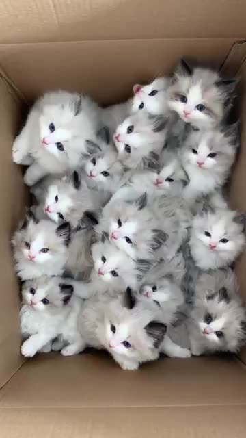 Cute cats