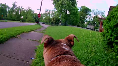 Dog Walk 05.16.2022 Part 1