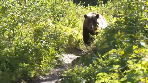 Grizzly Bear Encounter Aug