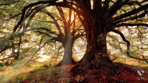 Beautiful Relaxing Music • Meditation Music_day morning_day evening _ nature relaxing video_