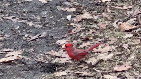 Male Cardinal grabs a peanut and bolts