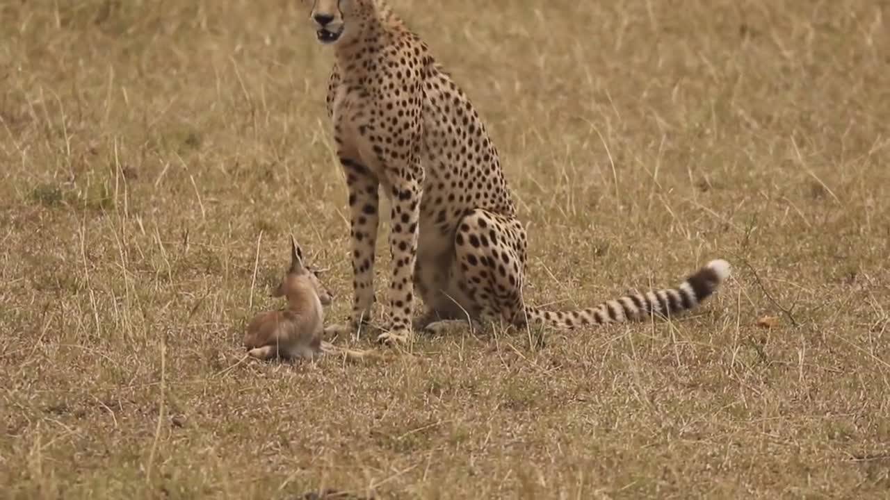 [!!Shaky Video!!] Cheetah playing with baby gazelle before eating it-18