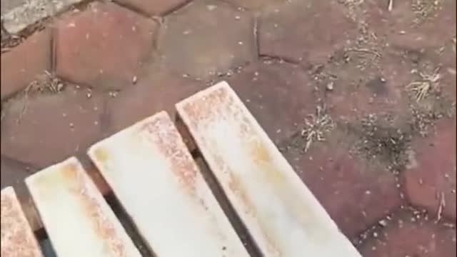 #funnyanimals