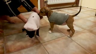 Cute Staffies with there new jumpers