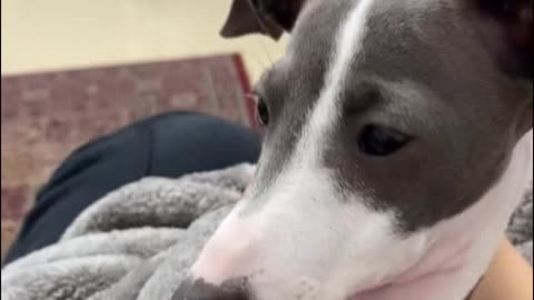 The process of bathing your dog