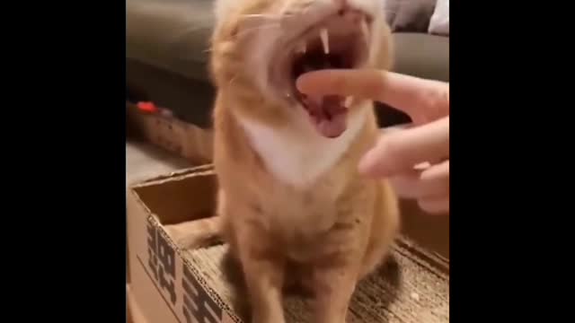 Cat funny moments for new comedy